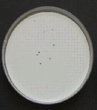 E.coli without resuscitation