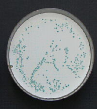 E.coli with resuscitation