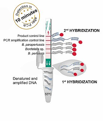 SPEED-OLIGO® BORDETELLA