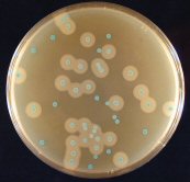 Chromogenic Listeria Agar
