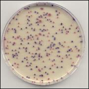 Thermo Scientific Selective E. coli/coliform Chromogenic Medium
