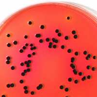 Identify Salmonella in heavily contaminated samples