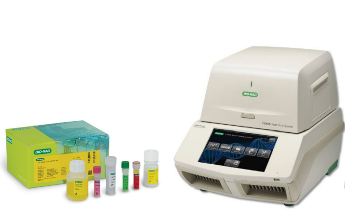 E coli STEC VirX and SerO real-time PCR