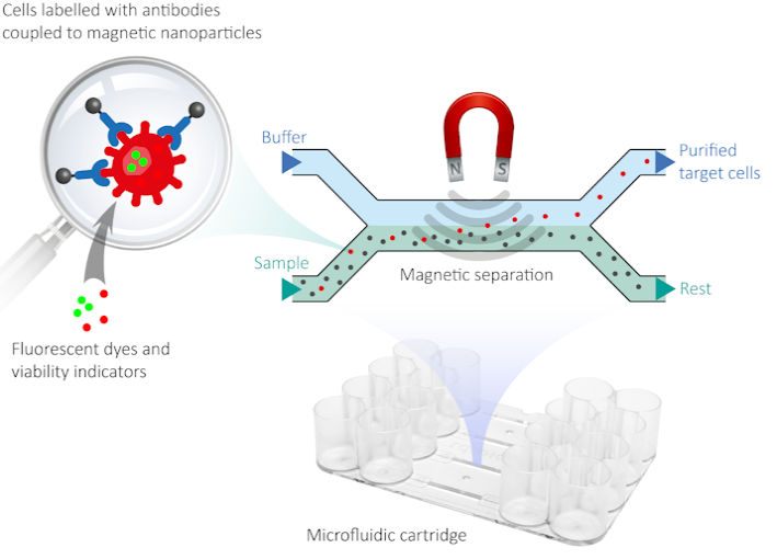 Legionella detection using magnetic separation of cells
