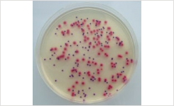 Thermo Scientific Brilliance e coli coliform Selective Agar Allows E coli Confirmation Directly on Plate