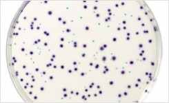 Count E coli and Coliforms on one chromogenic plate