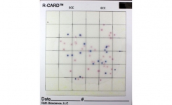 Colonies of E coli on R CARD