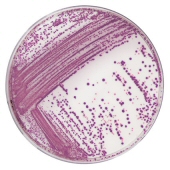 Salmonella RAPID