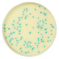 RAPID Listeria