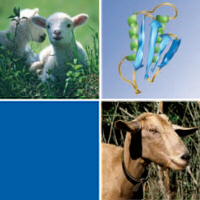Detection of Ovine and Caprine PrPSc