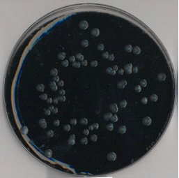 Merck Legionella Media