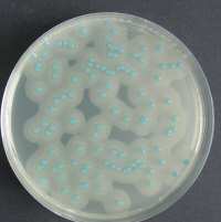 Listeria colonies