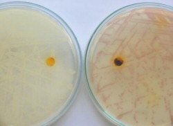 Biochemical tests for microbial identification