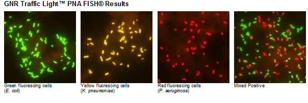 GNR Traffic Light PNA FISH results