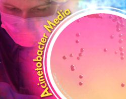 Leeds Medium for Acinetobacter