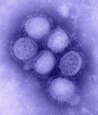 H1N1 virus