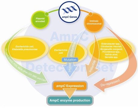 Mast New AmpC Detection Set