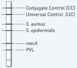 GenoType MRSA