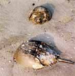 Horseshoe crab