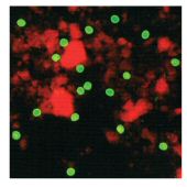 Fluorescent Cryptosporidium oocysts