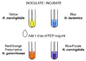 BioConnections image