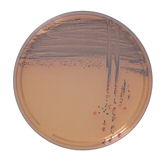 chromID Vibrio