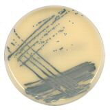 Thermo Scientific Chromogenic MRSA Agar