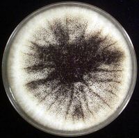 Sabouraud Dextrose Agar