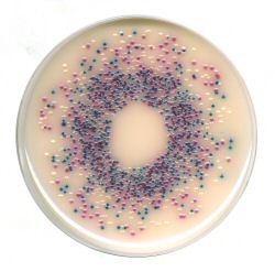 Thermo Scientific Salmonella Chromogenic Medium Mark II