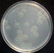 Thermo Scientific Chromogenic Listeria Agar Plate