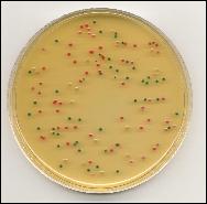 Thermo Scientific E.sakazakii Agar