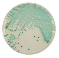 SEMIA chromogenic media for ESBL E.coli including E.coli O104