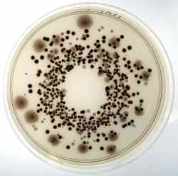 Harlequin Salmonella ABC Medium