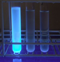 E.coli fluoresce in mLSTB+MUG