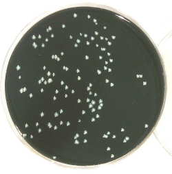 Legionella Isolation Medium