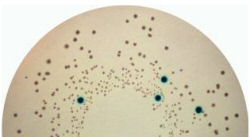 Coloured colonies of C. sakazakii on  HAL012 Harlequin™ CSIM