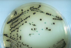 Lab M Salmonella chromogenic agar