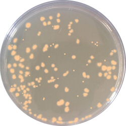 Microbial Content Test Agar (MCTA)