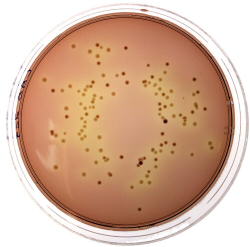 Rhamnose MacConkey (VTEC O26) agar