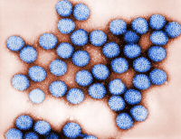 rotavirus particles