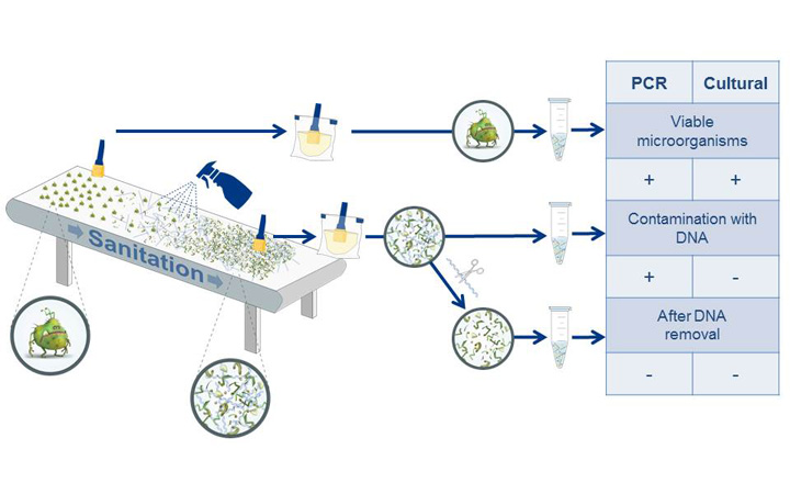 PR<em>Eraser</em> BAC<em>Gene</em>: Reliable PCR Results by Elimination of Free DNA