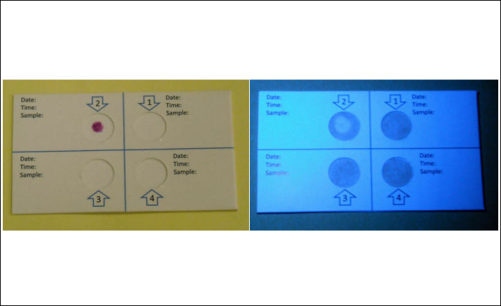 Using Peptidases for Identification and Confirmation of Microorganisms