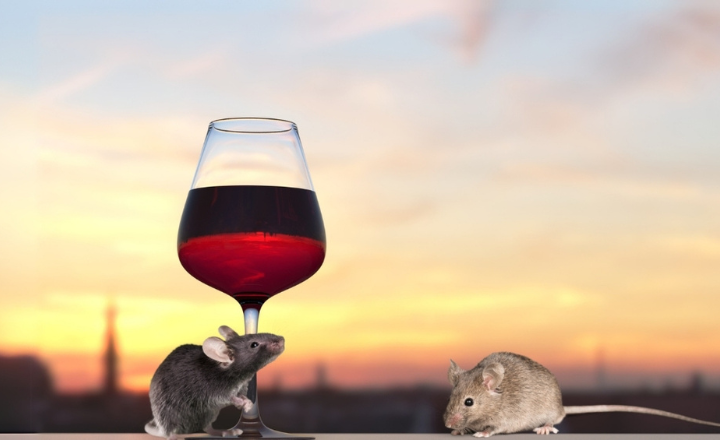 Mousiness in Wine