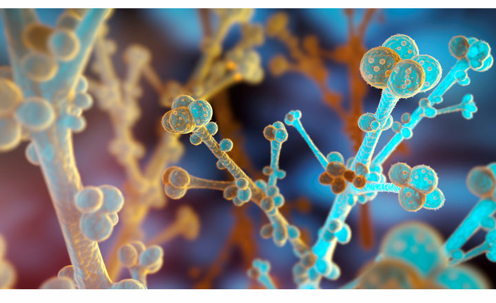 Climate Change Increasing Concern for Invasive Fungal Pathogens