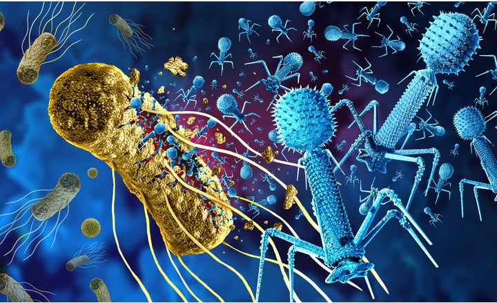 Multi-phage Formulations Attack Enterobacter cloacae complex