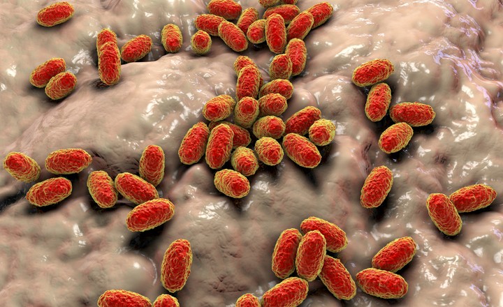 Link Between Less Antigenic Vaccines and AMR Bordetella pertussis