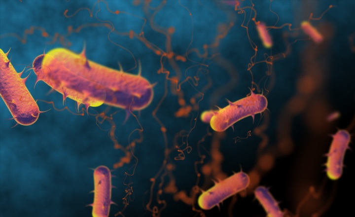 Human Transmission of Invasive Nontyphoidal Salmonella