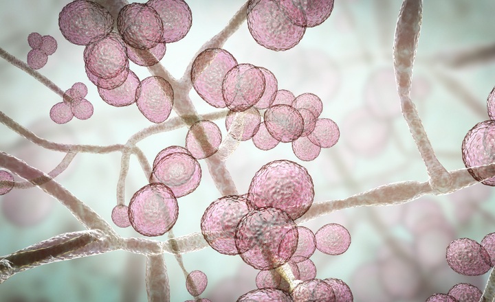 Survey of mycology-related practices at US hospitals
