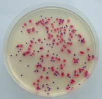 Thermo Scientific Brilliance e coli coliform Selective Agar Allows E coli Confirmation Directly on Plate