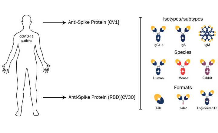 high affinity Neutralizing antibodies for COVID 19 research and diagnostics